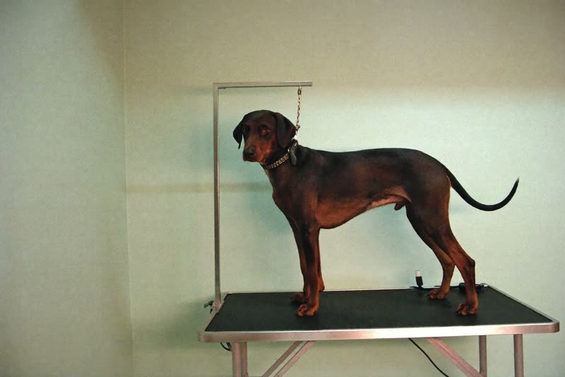 A dog standing on a grooming table in a tidy grooming room
