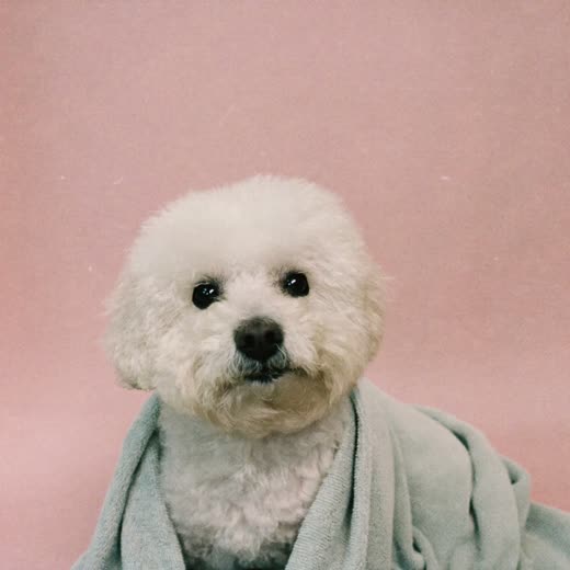A small freshly bathed dog after a wash