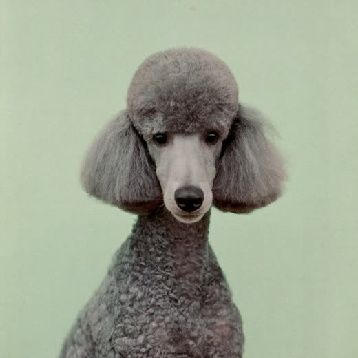 A poodle with a freshly trimmed coat