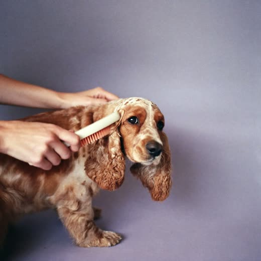 A spaniel being brushed with a slicker brush